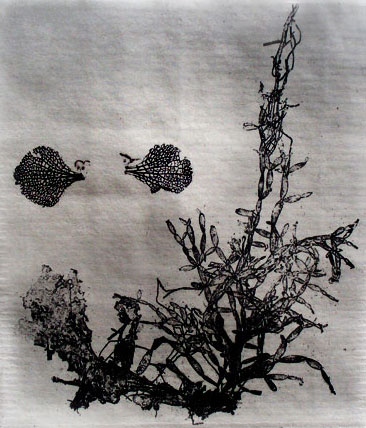 Seaweeds and hydrangea with sea dragons